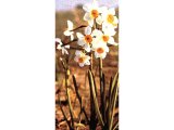 Narcissus Tazetta (lily of the valleys).